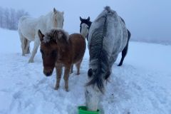 Horses-17