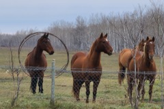 Horses-30
