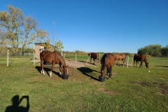 Horses-37