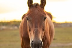 IMG_1868