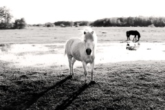 Photos-15