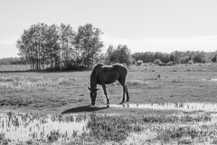 ProPhotos223-201