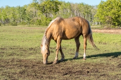 ProPhotos223-5