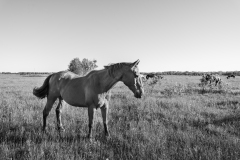 ProPhotos223-63