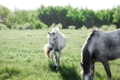 ProPhotos223-73