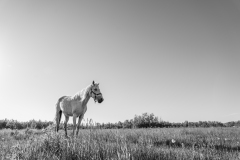 ProPhotos223-99