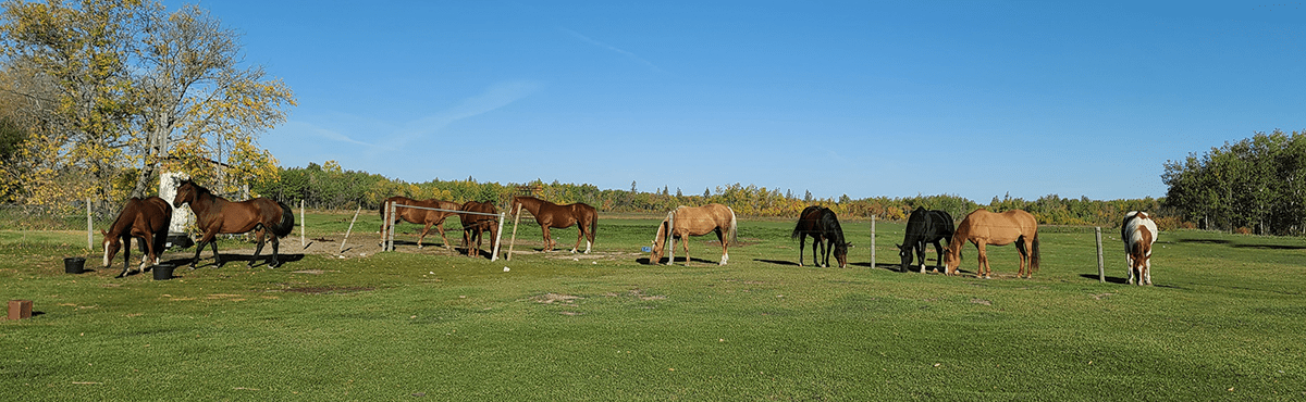 The Barefoot Ranch Horses